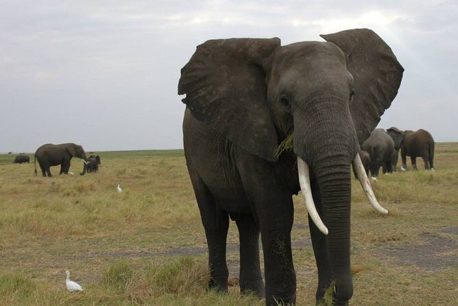 11Day WILDERNESS TRAIL:Okavango,Moremi&Chobe -WildCamping Safari +Victoria Falls - Transportation, Group Size, and Comfort Level