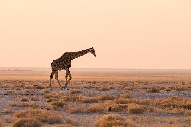12 Days Guided Namibia In Plus | Guided Lodge - About the Price and Overall Value