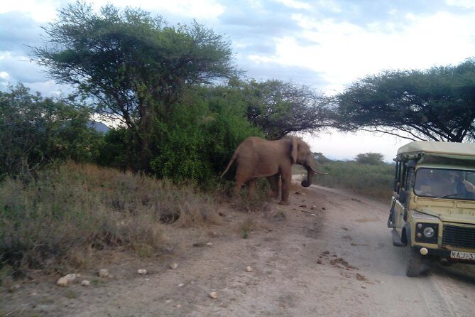 12 Days Kenya and Tanzania Budget Private Safari from Nairobi - What Travelers Say