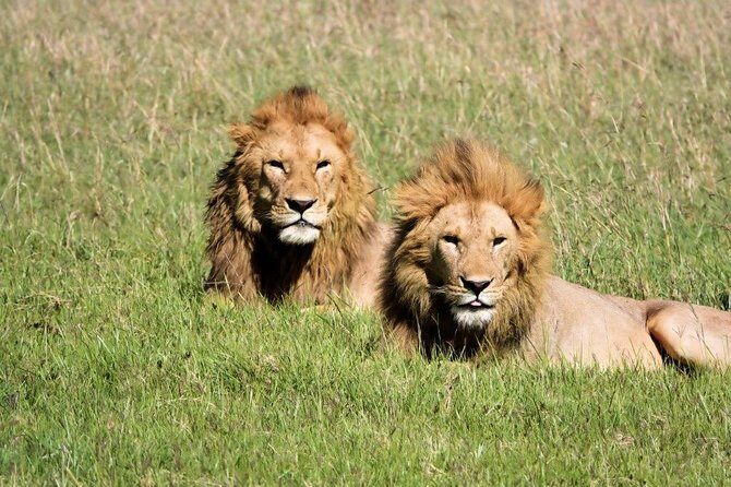 12 days Kenya and Tanzania safari private lodge from Nairobi - Highlights of the Tour