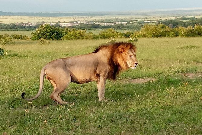 12 Days Samburu Ol-pejeta lake Nakuru Masai Mara lake Naivasha Amboseli safari - Why This Tour Offers Good Value