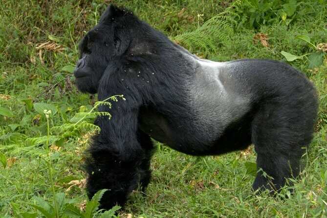 12 Days wildebeest migration Masai Mara Nakuru Uganda gorilla trekking safari - The Experience of Transport and Guides