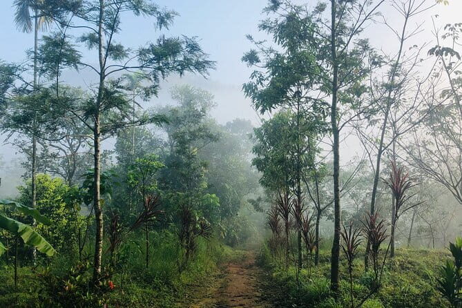 12 Hours Private Munnar Tour from Kochi - Price and Value