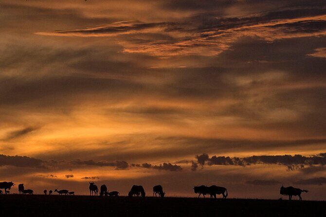 13-Day Private Wildlife Safari Tour of Kenya and Tanzania - The Maasai Mara: Big Cats and the Great Migration
