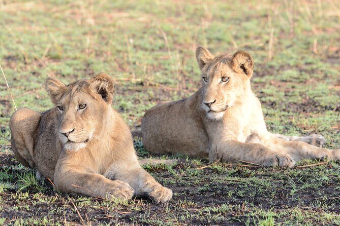 13 Day Uganda Safari with Gorillas, Chimps & Tree climbing lions - Murchison Falls National Park: The Power of Water and Big Game