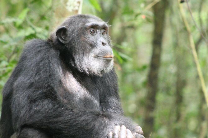 13-Day Wildlife Adventure Trip to the Pearl of Africa - Who Should Consider This Tour?