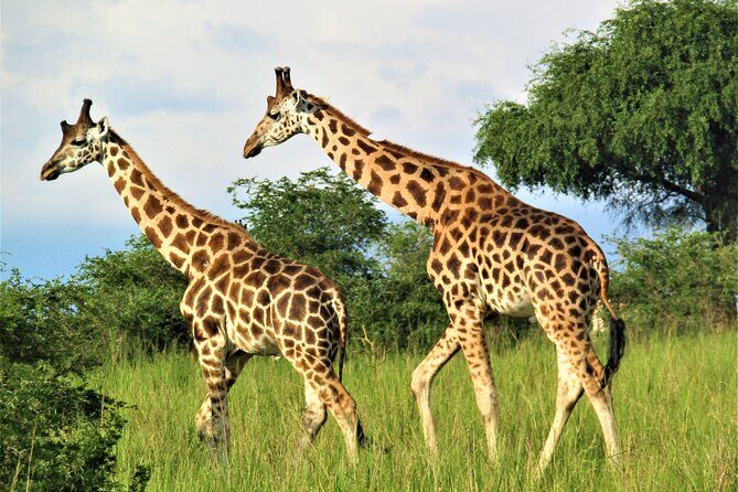 13 Days Private tour to discover Uganda's Best Safari - Who Is This Tour Best Suited For?