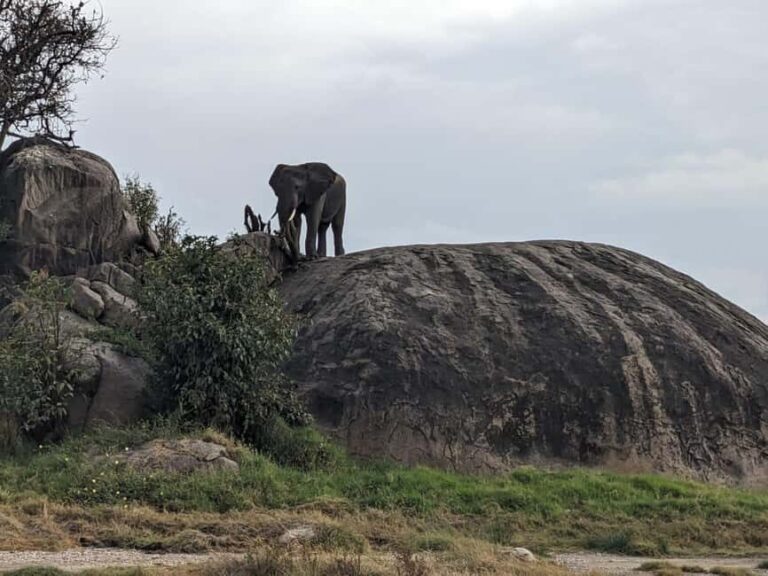 13 Days Ultimate Tanzania Wildlife Safari Tour - Practical Considerations for Travelers