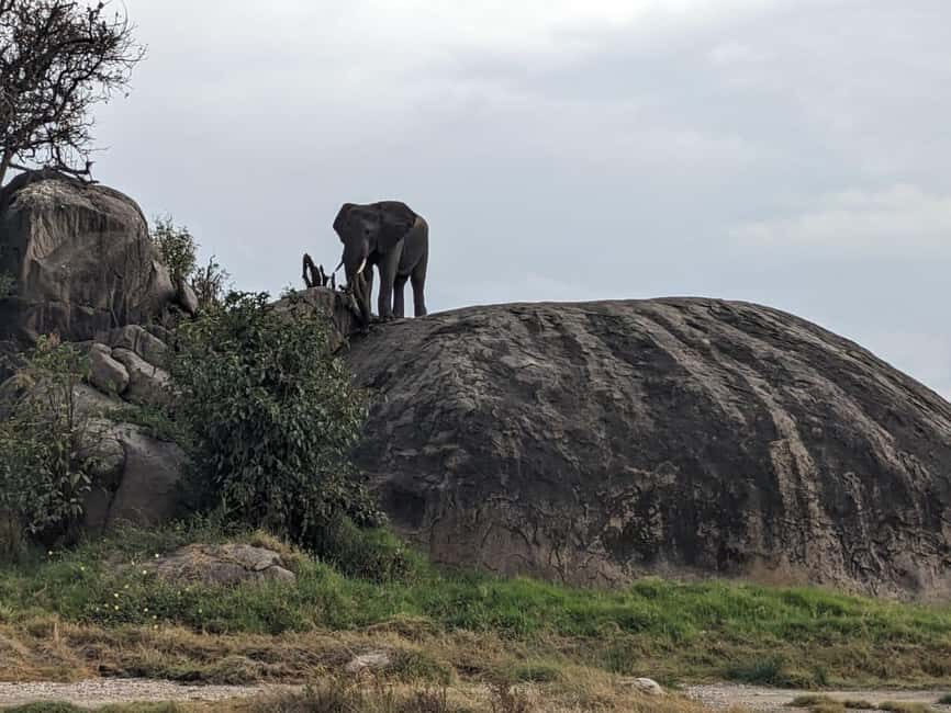 13 Days Ultimate Tanzania Wildlife Safari Tour