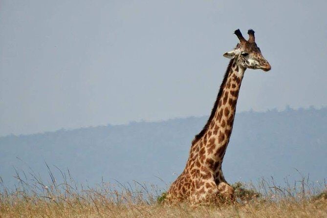 14-Day Serengeti Maasai Mara Amboseli Tarangire Zanzibar - What the Reviews Say