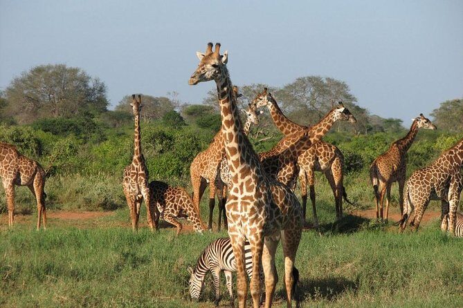 14-Days Kenya and Tanzania Camping Safari from Nairobi - The Sum Up: Who Should Consider This Safari?