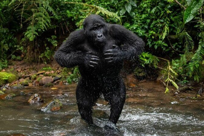 14 Days Uganda Safari Adventure, Gorilla Trekking and WildlifeTour - In-Depth: What You Can Expect on This 14-Day Tour