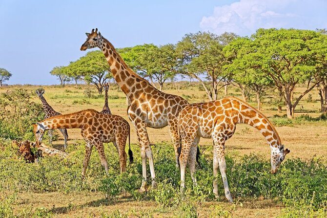 15-Day Gorilla and chimps Trekking, Big 5 and Nature Sighting Safari - Authentic Encounters and Unique Highlights