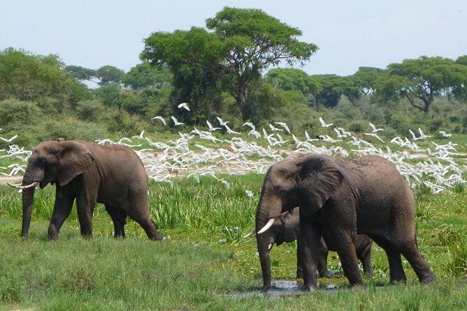 15 Day Gorillas, Chimps and Big 5 Safari Tour - Why this Tour Offers Great Value