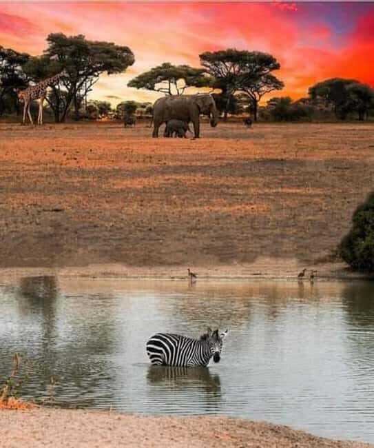 1Day Safari Tour Tarangire National Park Join Group - The Value of This Safari Experience