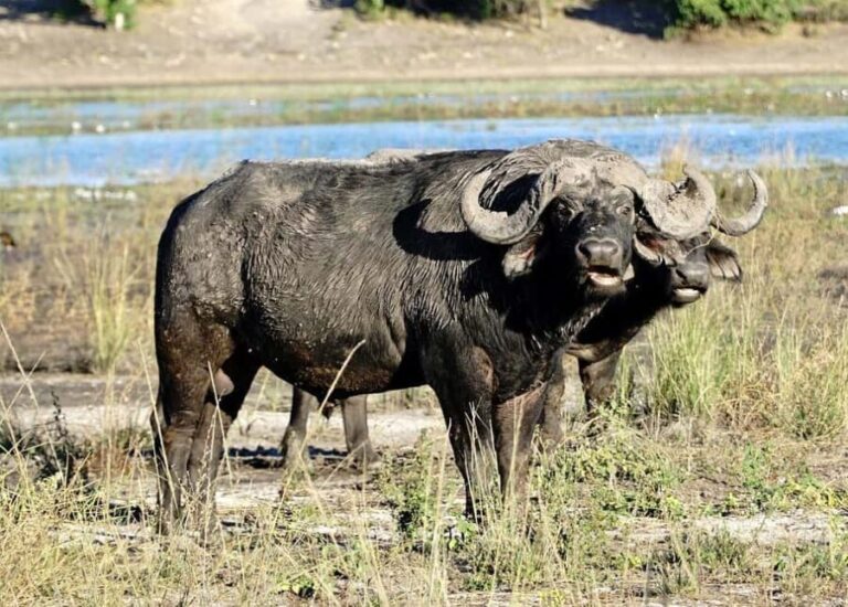2-day 1-night safari from Zanzibar to Nyerere by flight - Overview of the Safari Experience