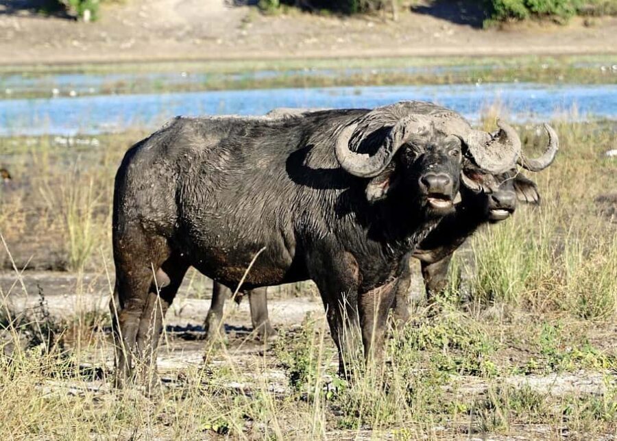 2-day 1-night safari from Zanzibar to Nyerere by flight - Overview of the Safari Experience
