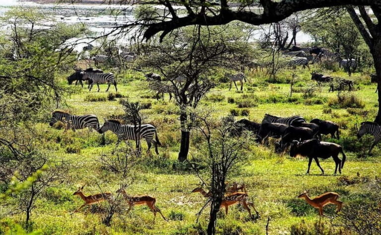 2-day 1-night to Tarangire Park & Like Manyara from Zanzibar - Value and Practical Considerations