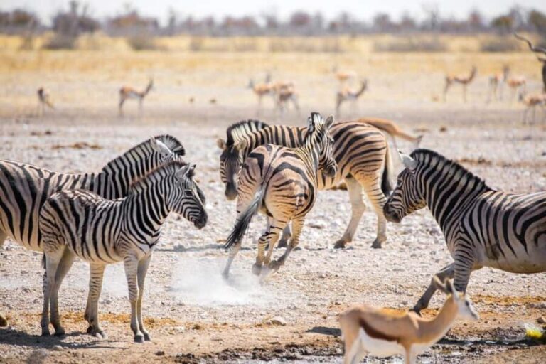 2-day adventures to Mikumi by luxury train from Dar-es-Salam - Analyzing the Value