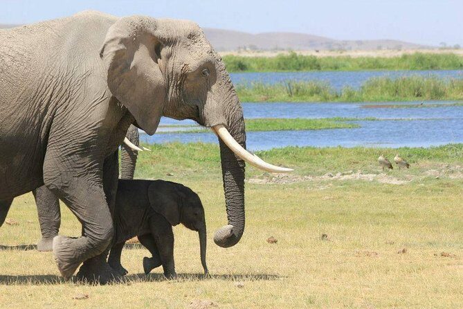 2-Day Amboseli Safari - What Does This Experience Offer Beyond the Basics?