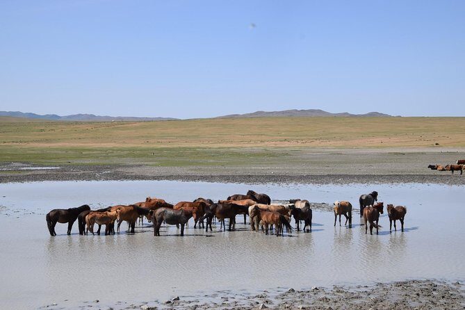 2 day Central Mongolia - Detailed Review of the 2-Day Central Mongolia Tour