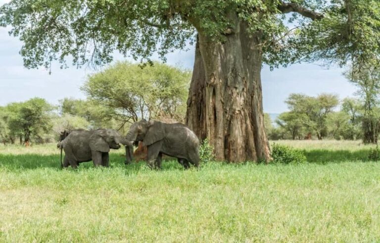 2-day comfortable safari from Dar-es-Salaam to Mikumi N Park - Why Choose This Safari? Highlights and Benefits
