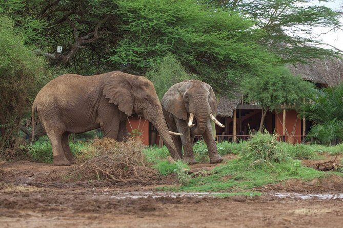 2- Day Diani to Amboseli Flying Safari - The Next Day: Sunrise and Hot Air Balloon Option