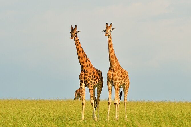 2 Day Guided Murchison Falls And Zziwa Rhino Trekking Safari - Who Will Love This Tour?