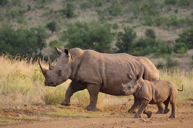 2 Day Hluhluwe Game Reserve & Isimangaliso Park from Durban - Day 2: Wetlands Wonders and More Game Viewing