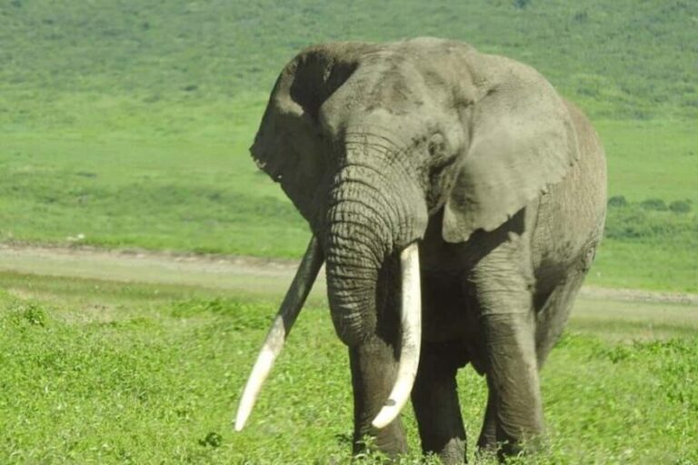 2 Day - Lake Manyara National Park and Ngorongoro Crater - What’s Included and What’s Not: Value and Expectations
