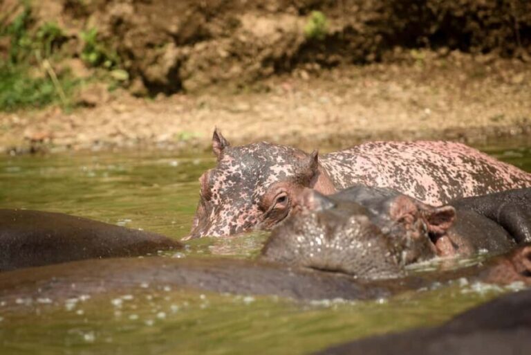 2-Day Lake Mburo National Park Safari from Entebbe/Kampala. - Who Should Consider This Tour?