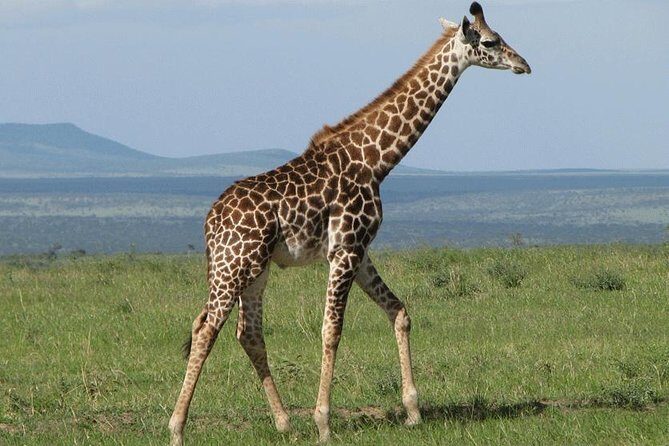 2 Day Lake Nakuru National Park Safari - Daily Departures - What Makes This Tour Stand Out