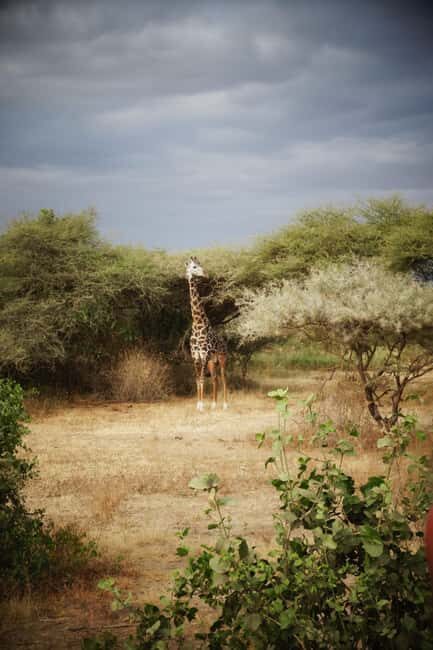 2-day Mid-Range Tanzania Safari to Lake Manyara & Ngorongoro - Why This Tour Offers Great Value