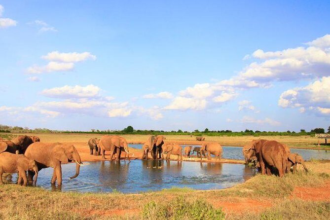 2-Day Mombasa to Tsavo East Safari - What to Expect from the 2-Day Tsavo East Safari