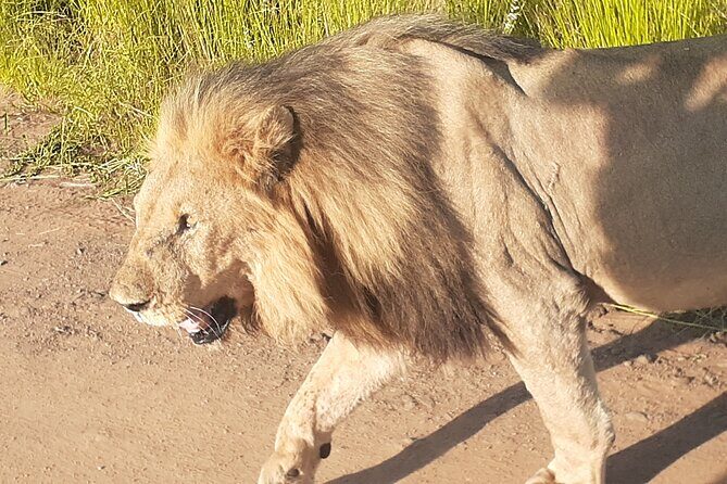 2 Day Pilanesberg national park Guided Tour - FAQs about the 2 Day Pilanesberg Guided Tour