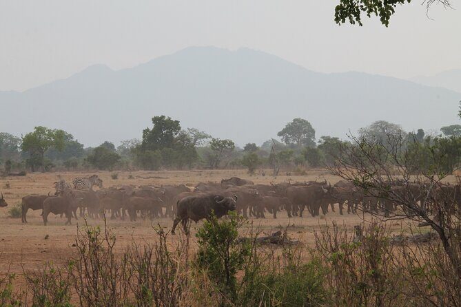 2-Day Private Mikumi National Park Tour with Pickup - Practical Tips
