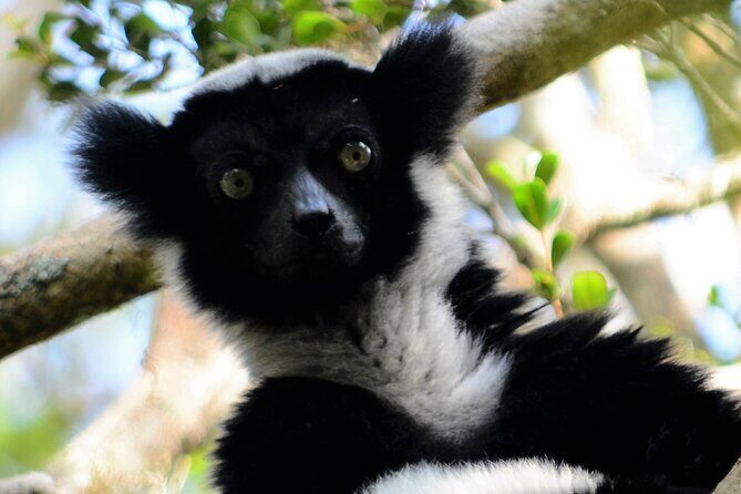2-Day Private Tour of Andasibe National Park - Day 1: From City to Rainforest