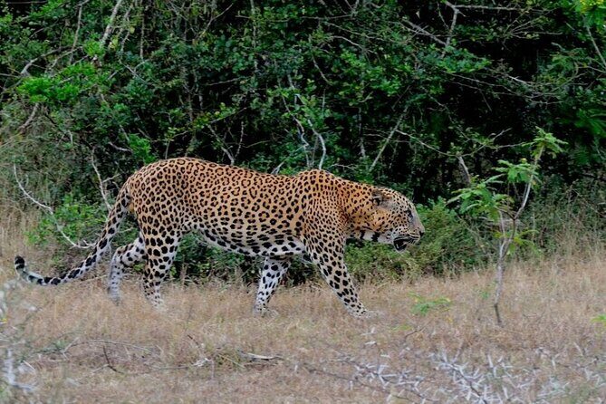 2 Day Private Tour of Yala wild Safari & Galle Sightseeing - All Inclusive - What’s the Value?