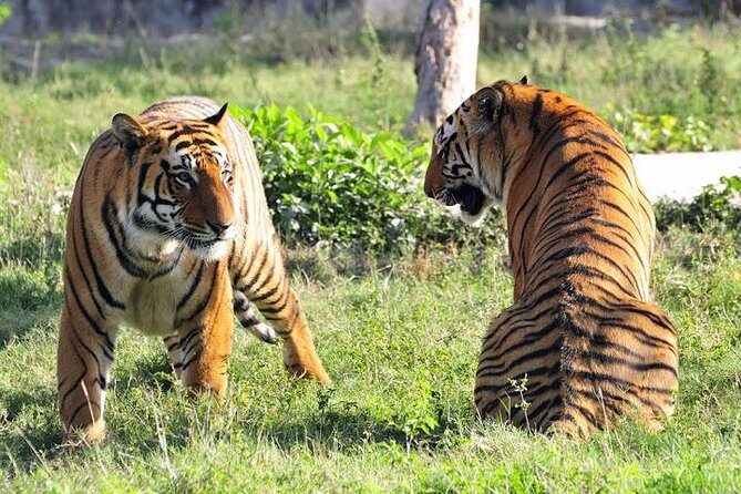 2-Day Private Tour to Ranthambhore Tiger Safari Tour from Jaipur - Detailed Breakdown of the Itinerary
