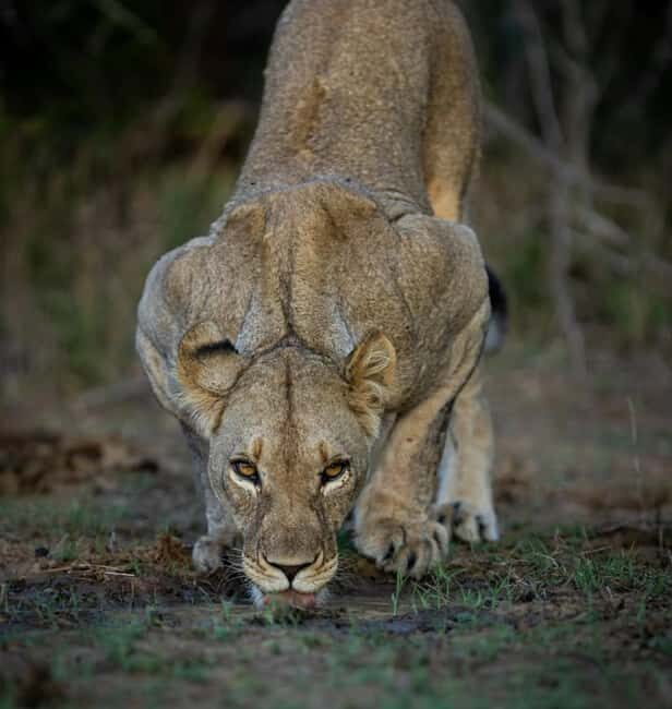 2-Day Safari Nyerere National Park from Zanzibar - What’s Included and What’s Not