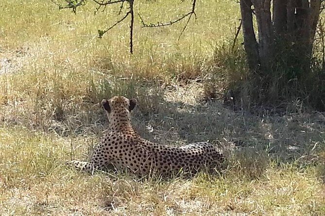 2 Day safari to Mikumi departure from Zanzibar - Wildlife Spotting and Park Highlights