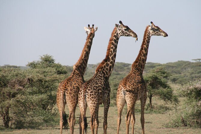 2-Day Safari Tour to Tarangire & Ngorongoro Crater (Mid-range) - Transportation, Group Size, and Comfort