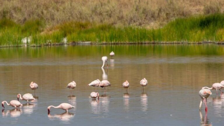 2-Day Selous Game Reserve Car & Boat Safari - A Closer Look at the Itinerary