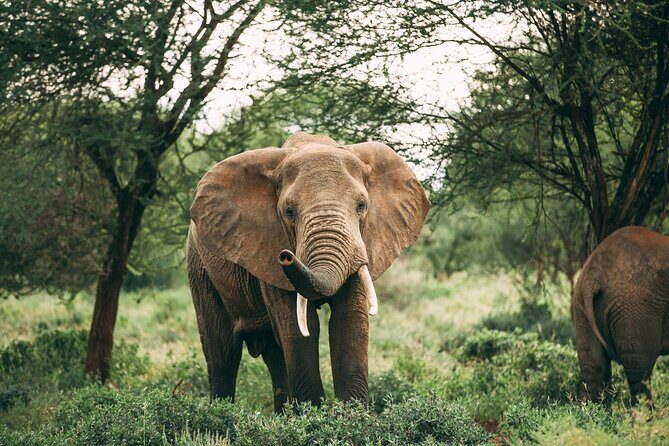 2-Day Selous Game Reserve Tour from Zanzibar - Day 2: Full Day of Wildlife and Return