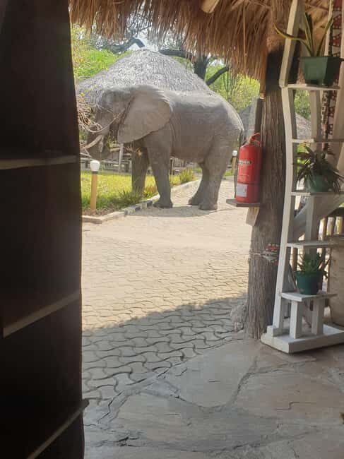 2 Day Selous wildlife view + Boat + Bushman walking safaris - Who Is This Tour Best For?