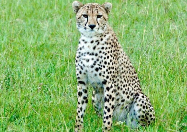 2-Day Serengeti Tour from Mwanza City - Day Two: More Wildlife and Return