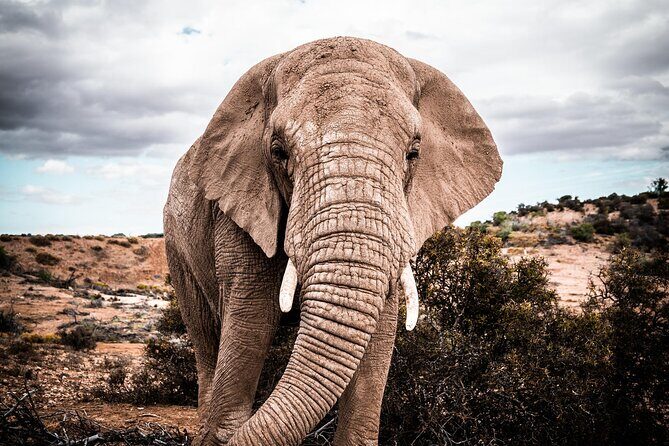 2 Day Small Group Garden Route Big 5 Safari Tour from Cape Town - What Travelers Say