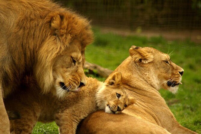 2 Day Tala Game Reserve & Drakensberg Tour From Durban - How Does It Value As a Tour?