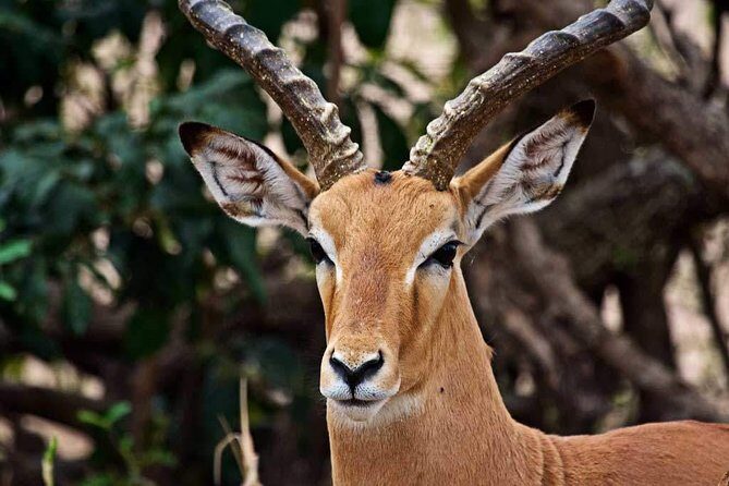 2 Day Tanzania Luxury Safari - The Experience from a Traveler’s Perspective