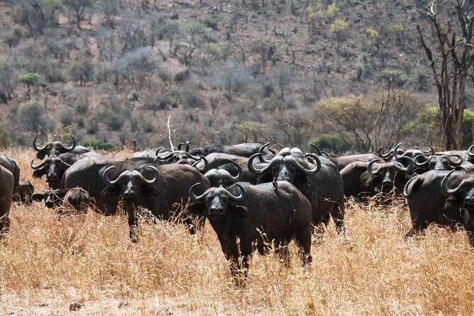 2 Day Tanzania Safari in Tarangire and Ngorongoro Crater - Who Should Consider This Tour?